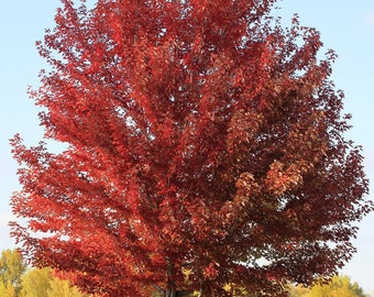 Autumn Flame Maple Tree, Acer ginnala, consistent red autumn color, ornamental tree, hardy