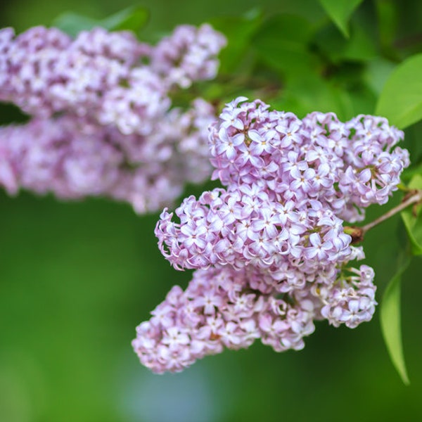 Late Lilac Bush, Syringa villosa, Light Rosy-Lilac to White Flowers, Late Bloomer, Cut Flowers, Full Sun, Easy to Grow