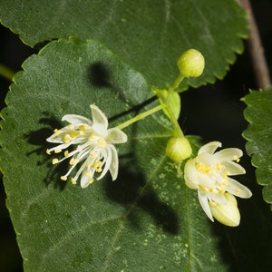 Pode incluir: Close-up de um ramo de t&iacute;lia com duas flores brancas e um bot&atilde;o. As flores t&ecirc;m centros amarelos e s&atilde;o cercadas por folhas verdes.