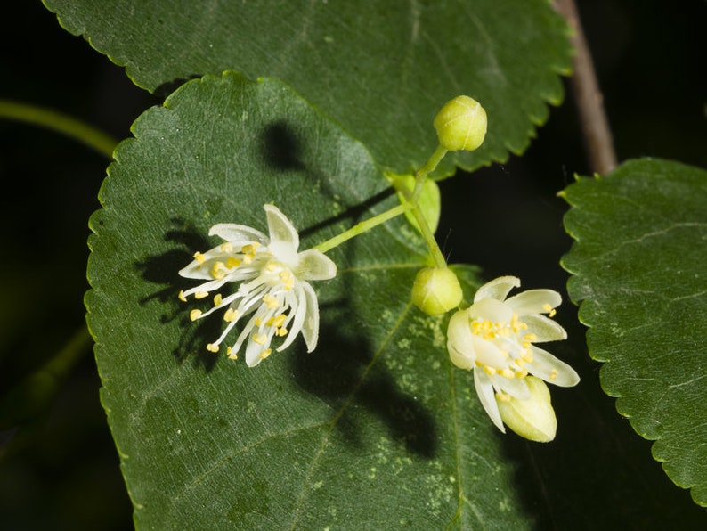 Pode incluir: Close-up de um ramo de t&iacute;lia com duas flores brancas e um bot&atilde;o. As flores t&ecirc;m centros amarelos e s&atilde;o cercadas por folhas verdes.