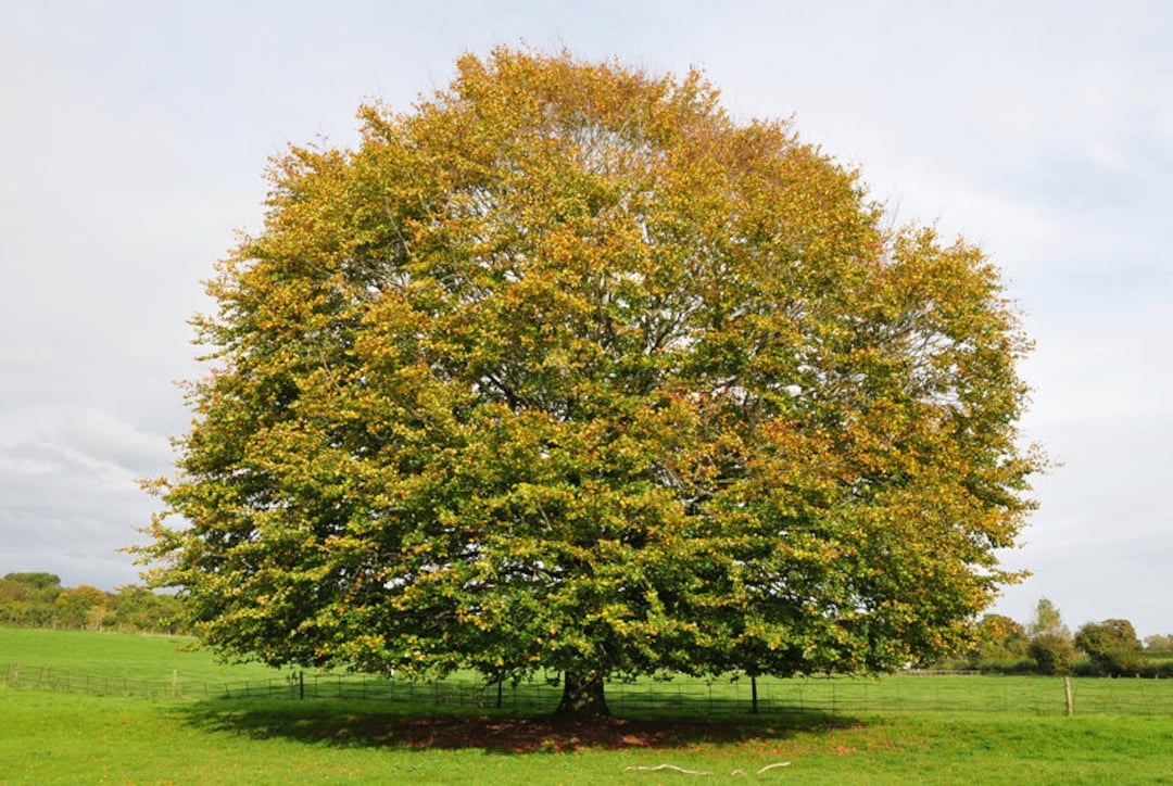 American Beech Tree, Fagus Grandifolia, Hardy and Long Lived, Fall