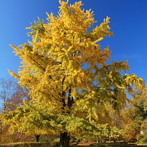 May include: A large, yellow-leaved tree stands tall against a bright blue sky. The tree is in full autumn foliage, with its leaves a vibrant golden color. The tree is surrounded by a grassy area and a path.