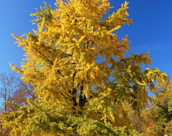 Ginkgo Tree, Fossil Tree, Ancient Tree, Tree of Life, Disease Resistant, Live Plant, Landscaping on a Budget, Bare Root Tree