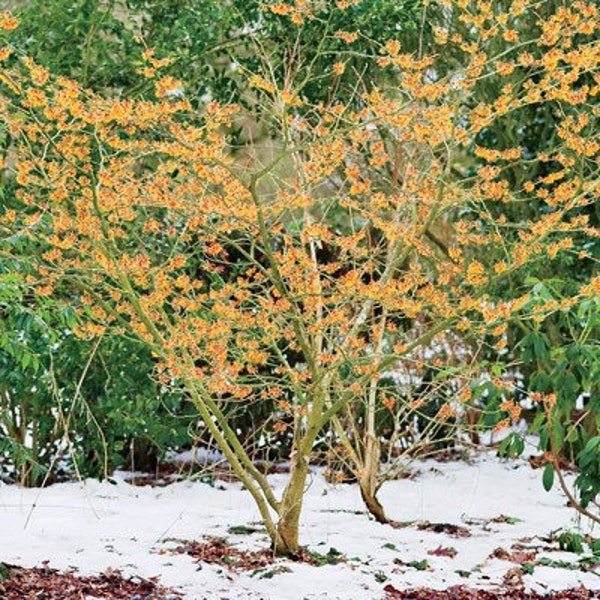 Witch Hazel Shrub, Small Tree, Fall / Autumn Color, Yellow, Fragrant Flowers,  All Soil Tolerant, Full Sun to Part Shade, Border Shrub