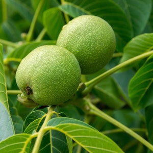 Black Walnut Tree (2-Pack), Juglans nigra, Edible Nuts, Attractive Hardwood, Fragrant Leaves, Shade Tree, Tall Tree, Easy to Grow, Full Sun