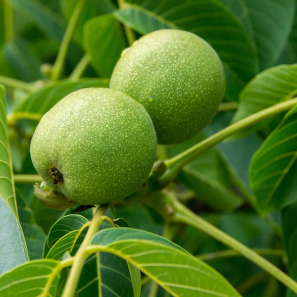 Black Walnut Tree, Edible Nuts, Attractive Hardwood, Fragrant Leaves, Shade Tree, Tall Tree, Easy to Grow, Full Sun, Hard Wood, Ornamental