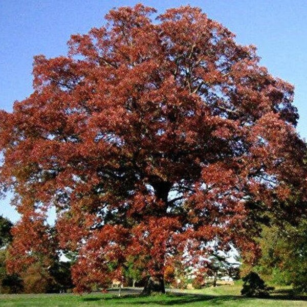 Paquete de 2 robles blancos de pantano, Quercus bicolor, árbol alto, crecimiento rápido, copa grande, gran valor paisajístico y para la vida silvestre, pleno sol