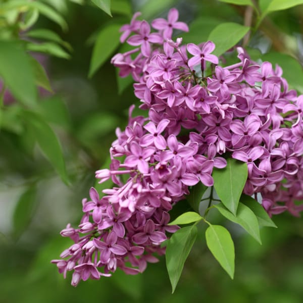 Old Fashioned Lilac Bush, Syringa vulgaris, Bare Root, Dormant, 12"-18" tall, Spring Flowers, Hardy Shrub, Nostalgic Fragrance, Full Sun