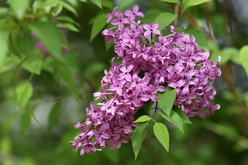 Old Fashioned Lilac Bush Spring Flowers Hardy Shrub | Etsy