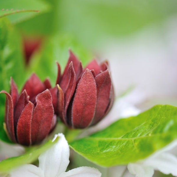 Sweetshrub Carolina Allspice, Calycanthus floridus,  reddish brown flowers, fragrant leaves, aromatic seeds, autumn color, full to part sun