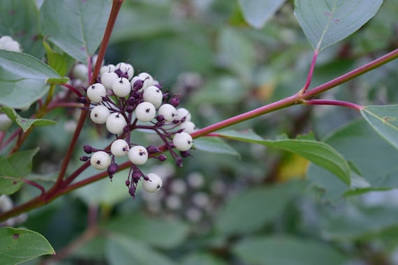 Red Osier Dogwood Shrub 2-Pack, Cornus sericea, Flowering Shrub, Fall Color, Red Stems, Year Long Color, Full Sun Plant, All Soil Types