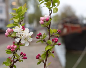 Bush Cherry (2 Pack), Prunus beseyi, Hansen's Bush Pie Cherry Tree, edible fruit, spring flowers, winter tolerant, Drought resistant