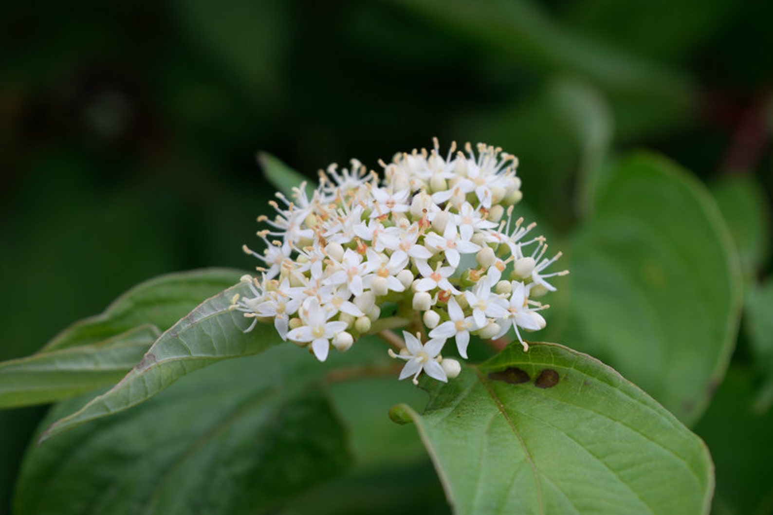Red Osier Dogwood Shrub, Cornus Sericea, Flowering Shrub, Fall Color ...