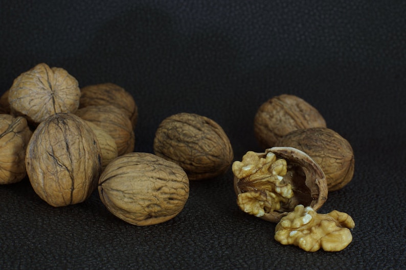 Black Walnut Tree, Juglans Nigra, Edible Nuts, Attractive Hardwood ...