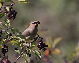 Nannyberry Viburnum Bush,  Blackhaw, Sheepberry, Sweet viburnum, Wild Raisin, Edible Fruit, Small Tree, Attracts Wildlife