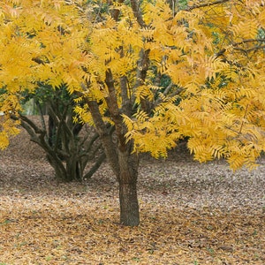 May include: A tree with yellow leaves in the fall. The leaves are covering the ground around the tree.