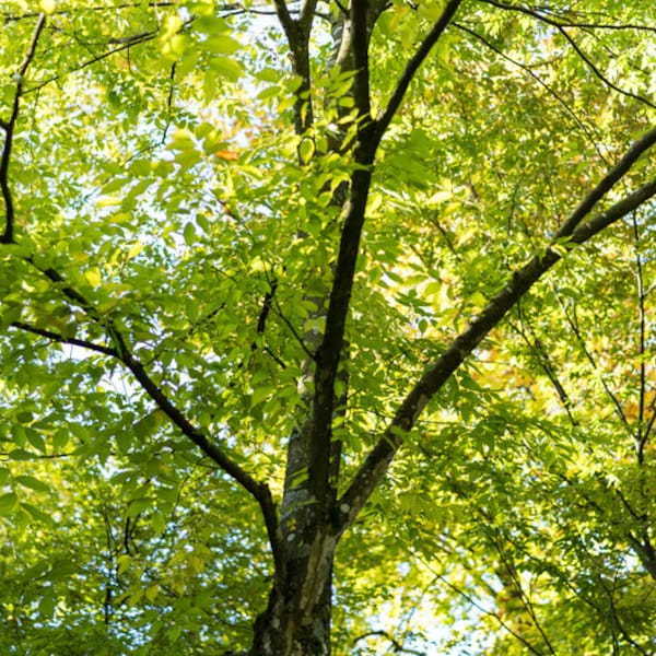Japanese Zelkova Tree, Zelkova serrata, American Elm Replacement, Dark Green Foliage, Autumn Color, Urban Conditions, Fast Growing