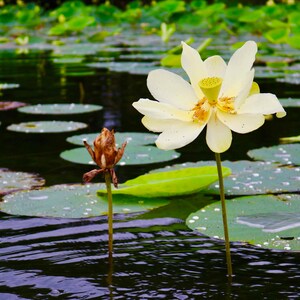 Lotus Flower and Lilly Pad on Pond Creek