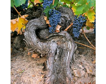 Grape & Vine Collection - Penfolds Block 42 Cabernet Sauvignon, fine art, limited edition Gicleé print, wine photography, home décor