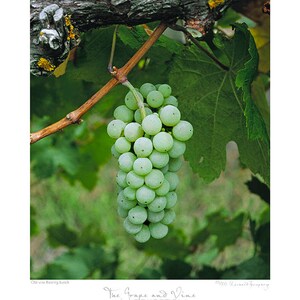 Grape & Vine Collection - Old vine Riesling, fine art, limited edition Gicleé, photographic wine print, wine photography, home décor
