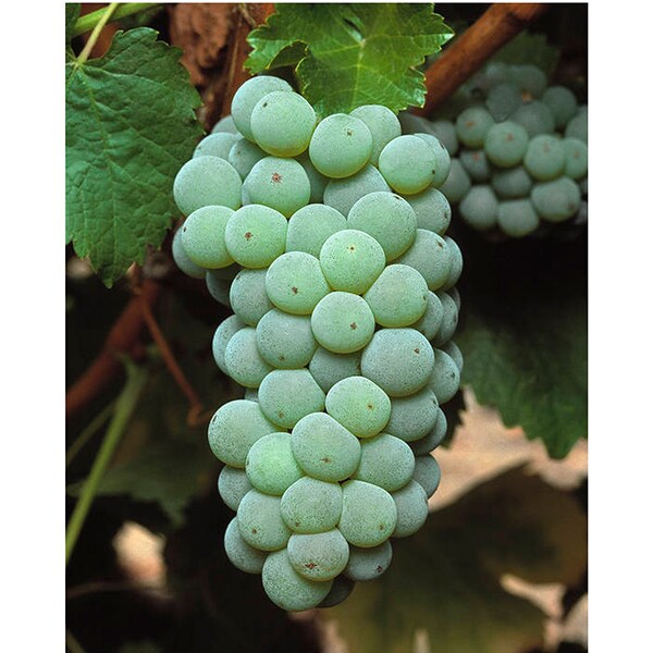 Grape & Vine Collection - Sauvignon Blanc bunch, fine art, limited edition Gicleé, photographic wine print, wine photography, home décor