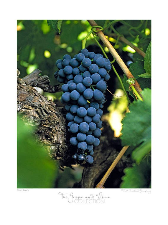 Grape Vine Collection Shiraz Bunch, Fine Art, Limited Edition