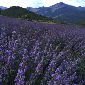 Pu&ograve; includere: Un campo di fiori di lavanda viola in piena fioritura, con una catena montuosa sullo sfondo.
