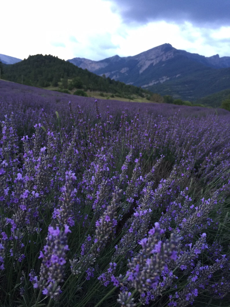 Pu&ograve; includere: Un campo di fiori di lavanda viola in piena fioritura, con una catena montuosa sullo sfondo.