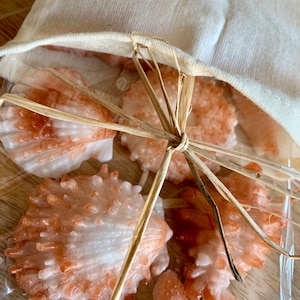 May include: A set of six small, white and orange seashell-shaped soaps tied together with twine. The soaps are in a clear plastic bag and are sitting on a wooden surface.