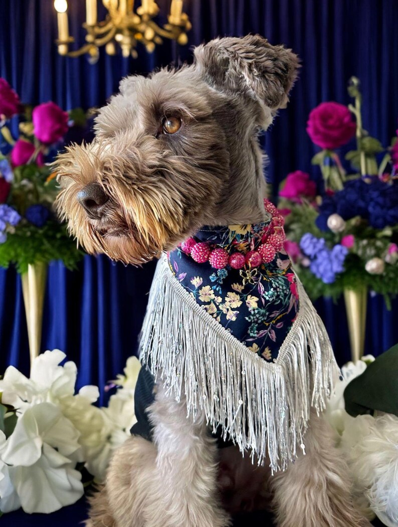 K&ouml;nnte beinhalten: Ein kleiner, grauer, drahthaariger Hund, der ein blaues und pinkfarbenes Blumenbandana mit wei&szlig;en Fransen tr&auml;gt. Der Hund sitzt vor einem blauen Hintergrund mit rosa und violetten Blumen.