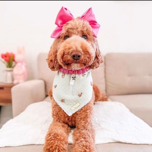 K&ouml;nnte beinhalten: Ein brauner und wei&szlig;er Hund mit einer rosa Schleife und einem gr&uuml;nen Halstuch mit wei&szlig;er Spitze. Der Hund sitzt auf einer wei&szlig;en, flauschigen Oberfl&auml;che.