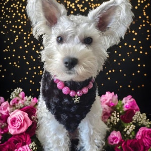 K&ouml;nnte beinhalten: Ein wei&szlig;er Hund mit Schlappohren, der ein schwarzes und pinkfarbenes Halstuch mit einem Schmetterlingsanh&auml;nger tr&auml;gt. Der Hund sitzt vor einem Strau&szlig; rosa Rosen.