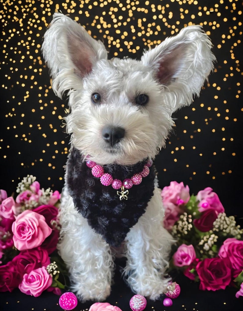 K&ouml;nnte beinhalten: Ein wei&szlig;er Hund mit Schlappohren, der ein schwarzes und pinkfarbenes Halstuch mit einem Schmetterlingsanh&auml;nger tr&auml;gt. Der Hund sitzt vor einem Strau&szlig; rosa Rosen.