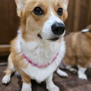 K&ouml;nnte beinhalten: Nahaufnahme eines Pembroke Welsh Corgi mit einem rosa Perlenhalsband. Der Hund hat braunes und wei&szlig;es Fell und schaut nach rechts. Der Hund sitzt auf einem braunen Boden.