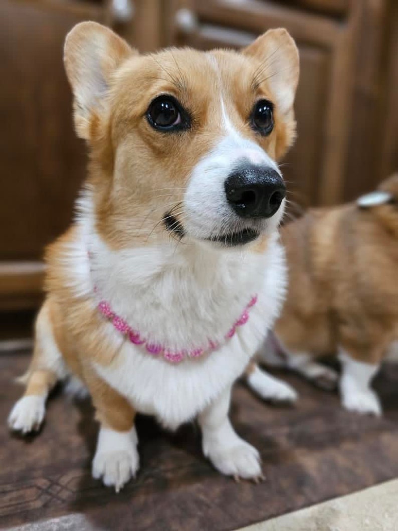 K&ouml;nnte beinhalten: Nahaufnahme eines Pembroke Welsh Corgi mit einem rosa Perlenhalsband. Der Hund hat braunes und wei&szlig;es Fell und schaut nach rechts. Der Hund sitzt auf einem braunen Boden.