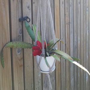 May include: A white ceramic planter with a red flower hanging from a macrame plant hanger. The hanger is made of natural beige cotton rope and is attached to a hook on a wooden wall.