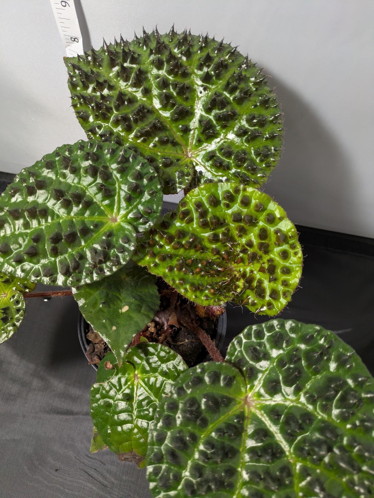 【さらにお値下げしました】ベゴニア百科 さらにお値下げしました】ベゴニア百科 さくらベゴニア 4ヶ月の