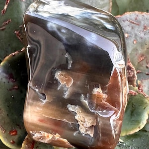 May include: Polished stone with a mix of brown, black, and tan colors. The stone has a smooth, glossy surface with areas of lighter, textured patches. The stone is set against a background of green and reddish-brown leaves.
