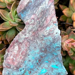 Papegojvinge Chrysocolla sten