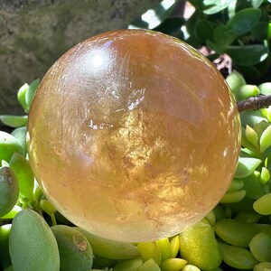 May include: A large, golden-yellow crystal sphere with a polished surface. The sphere is set against a backdrop of green succulent plants, creating a natural and earthy aesthetic. The crystal reflects light, showcasing its clarity and color.