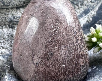 Osso fossilizado de dinossauro