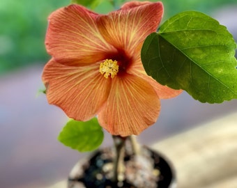 3 Sundown Orange Hibiscus Plants in one pot, Large Flowers, outdoor garden plants, great gift ideas, Live Hibiscus plants, gardening.