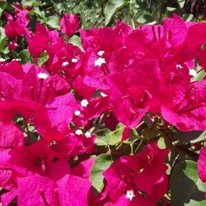 TWO Red Bougainvillea plants in one pot, Live Bougainvillea plant, Great gift ideas, Colorful blooms, garden plant, flower plant, flowers.