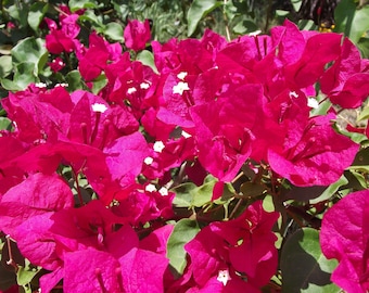 TWO Red Bougainvillea plants in one pot, Live Bougainvillea plant, Great gift ideas, Colorful blooms, garden plant, flower plant, flowers.