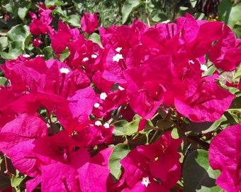 TWO Red Bougainvillea plants in one pot, Live Bougainvillea plant, Great gift ideas, Colorful blooms, garden plant, flower plant, flowers.