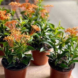 4 Dwarf Carmen Ixora Plants in One Pot, Live Ixora Plants, Flowering ...
