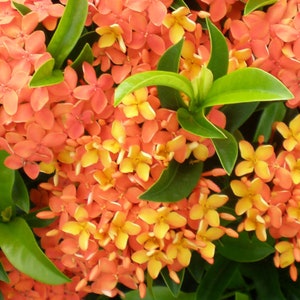4 Dwarf Carmen Ixora Plants in One Pot, Live Ixora Plants, Flowering ...