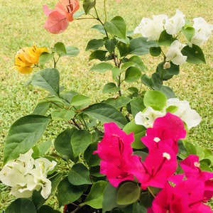 May include: A potted bougainvillea plant with pink, white, yellow, and magenta flowers. The plant is in a brown pot and is surrounded by green grass.