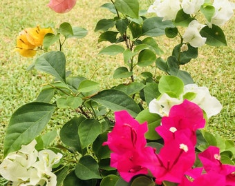 Live bougainvillea plants, Multicolor bougainvillea plant, Colorful flowering plant, four colors in one pot, outdoor plant, great gift ideas