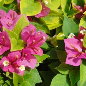 May include: Pink bougainvillea flowers with white centers bloom against a backdrop of green and yellow variegated leaves.